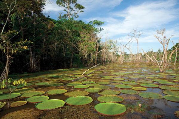 Vitória-régia: planta aquática típica da região amazônica (Foto: João Marcos Rosa/Nitro)