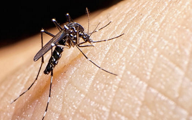El dengue será un problema global debido al cambio climático